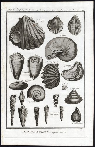 Antique Print-MINERALOGY-FOSSIL-FOSSILIZED SHELL-Diderot-1751