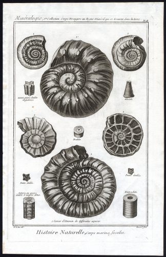 Antique Print-MINERAL-FOSSIL-TROCHITE-MARINE ANIMAL-Pl. 2-Diderot-1751