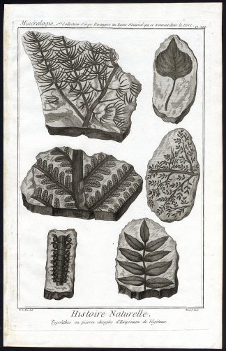 Antique Print-IMPRINT-STONE-VEGETATION-FOSSIL-Pl. XIII-Diderot-1751
