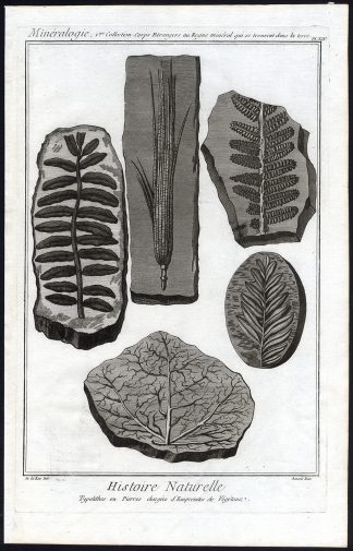 Antique Print-IMPRINT-STONE-VEGETATION-FOSSIL-MINERALOGY-Diderot-1751