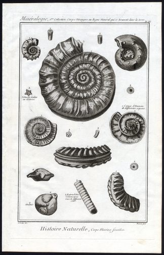Antique Print-MINERALOGY-FOSSIL-MARINE ANIMAL-Pl. 3-Diderot-1751