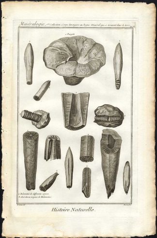 Antique Print-CEPHALOPOD-FOSSILIZED MARINE ANIMAL-FOSSIL-Diderot-1751