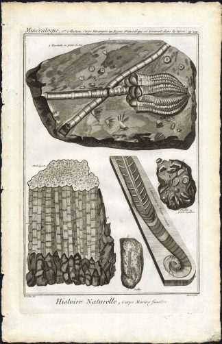 Antique Print-CEPHALOPOD-OOLITE-FOSSILIZED MARINE ANIMAL-FOSSIL-Diderot-1751