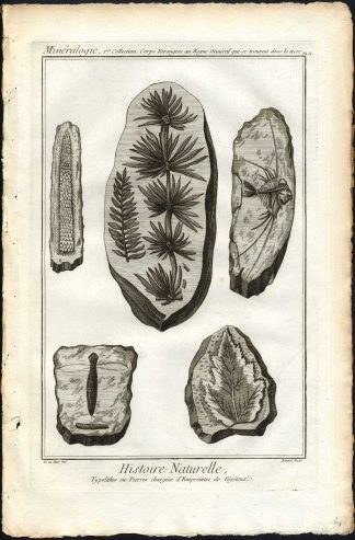 Antique Print-IMPRINT-STONE-VEGETATION-FOSSIL-Diderot-1751