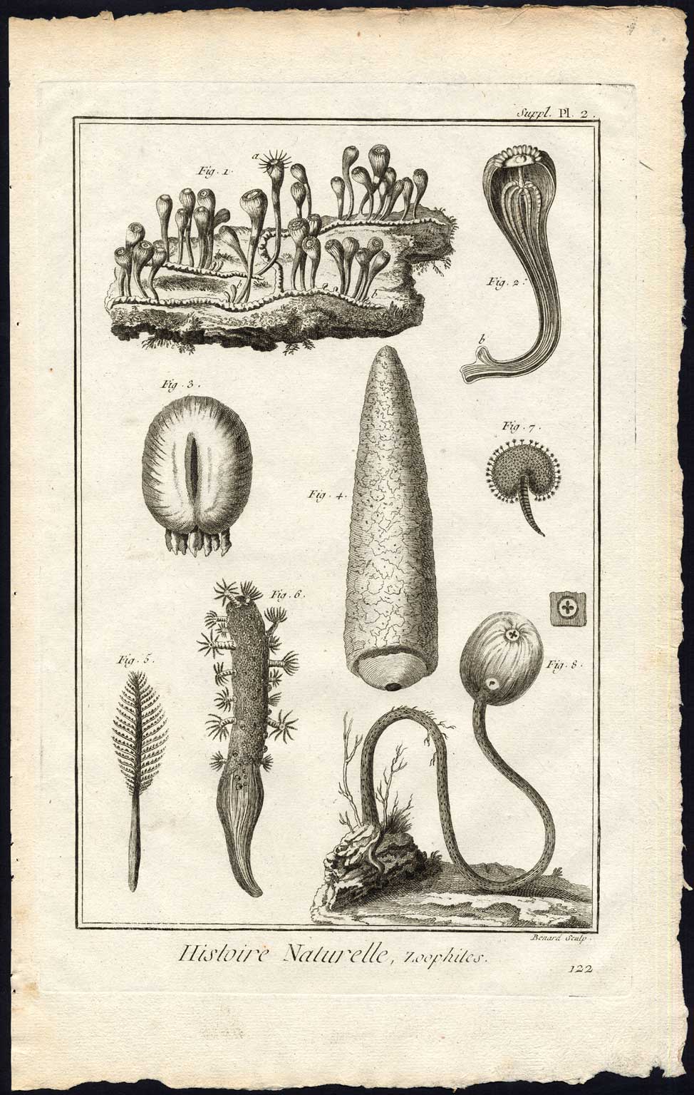 , Antique Print-ZOOPHYTE-SEA ANEMONE-SEA CUCUMBER-Diderot-Benard-1751, Pictura Antique Prints
