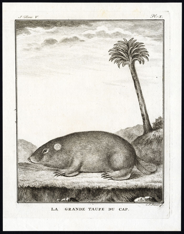 , Antique Print-LARGE MOLE-LA GRANDE TAUPE DU CAP-Buffon-1766, Pictura Antique Prints