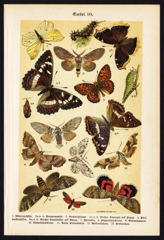 Antique Lithograph Print-BRIMSTONE BUTTERFLY-MOURNING CLOAK-Lutz-Gatternich-1899