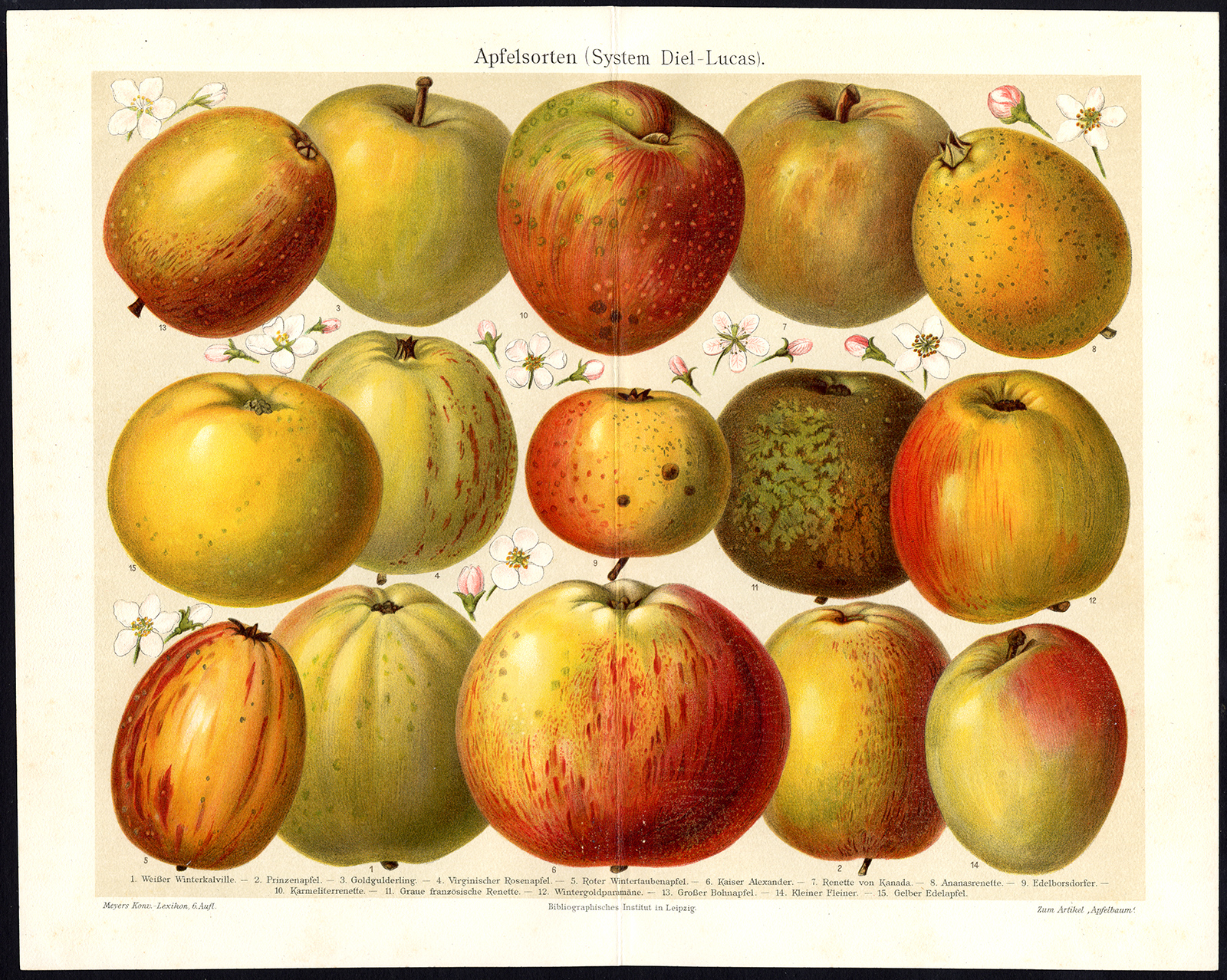 , Antique Prints-APPLES-APFEL-SYSTEM-DIEL-LUCAS-FRUIT-Meyers-1902, Pictura Antique Prints