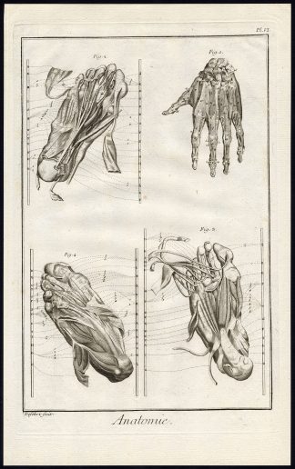 Antique Print-HUMAN ANATOMY-HAND-FOOT-MUSCLES-Diderot-Defehrt-1751