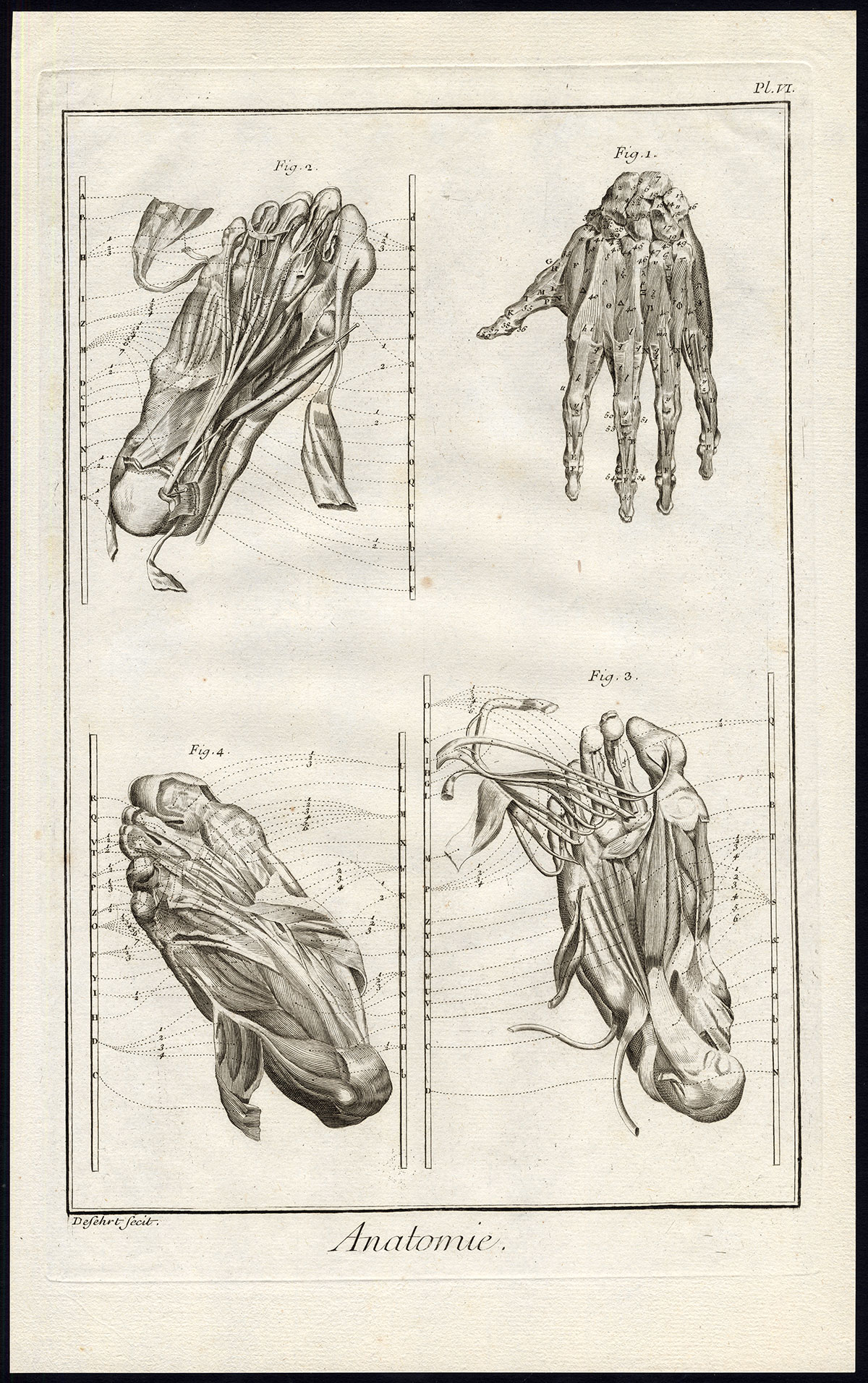 , Antique Print-HUMAN ANATOMY-HAND-FOOT-MUSCLES-Diderot-Defehrt-1751, Pictura Antique Prints