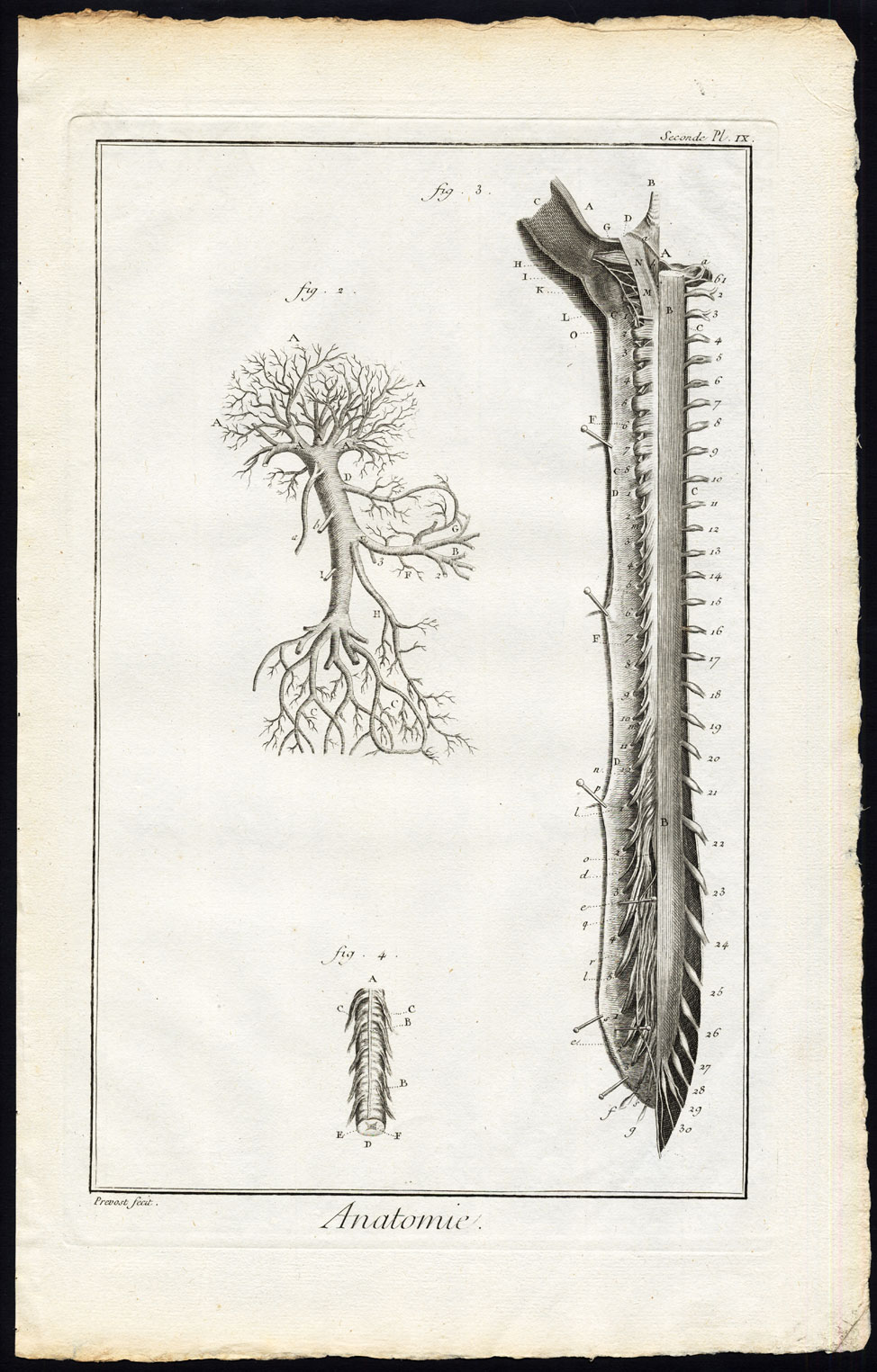 , Antique Print-HUMAN ANATOMY-HEPATIC PORTAL VEIN-BLOOD-Diderot-Prevost-1751, Pictura Antique Prints