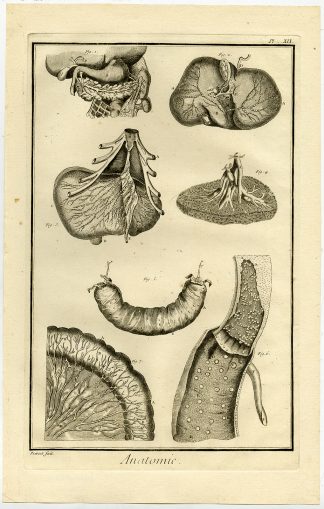Antique Print-HUMAN ANATOMY-ORGAN-STOMACH-LIVER-PANCREAS-Diderot-Prevost-1751