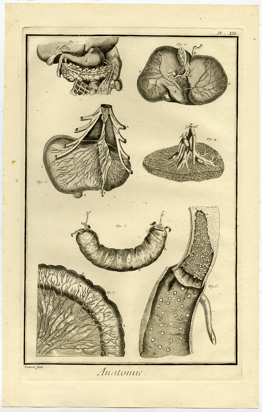 , Antique Print-HUMAN ANATOMY-ORGAN-STOMACH-LIVER-PANCREAS-Diderot-Prevost-1751, Pictura Antique Prints