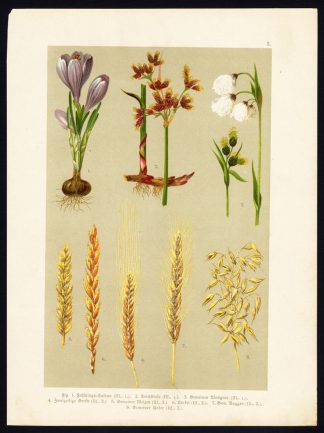 Antique Print-SPRING CROCUS-BARLEY-WHEAT-SPELT-RYE-OAT-COTTONGRASS-Hoffmann-1890