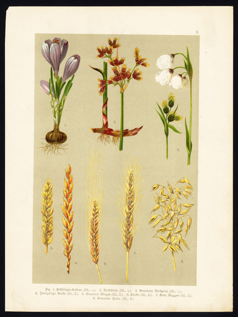, Antique Print-SPRING CROCUS-BARLEY-WHEAT-SPELT-RYE-OAT-COTTONGRASS-Hoffmann-1890, Pictura Antique Prints