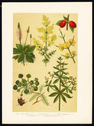 Antique Print-LADY'S BEDSTRAW-DYER'S MADDER-CHERRY-WATER CALTROP-Hoffmann-1890