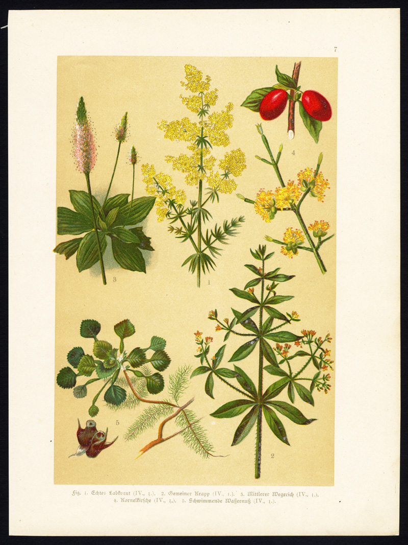 Bb14533 416x555 Antique Print-LADY'S BEDSTRAW-DYER'S MADDER-CHERRY-WATER CALTROP-Hoffmann-1890