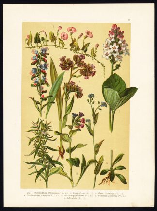 Antique Print-LUNGWORT-BLUEWEED-FORGET ME NOT-BOG BEAN-BINDWEED-Hoffmann-1890