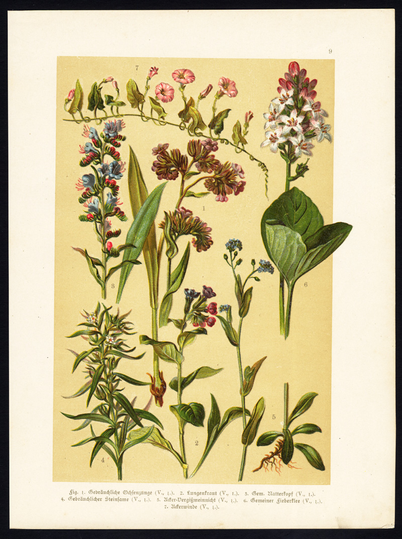 , Antique Print-LUNGWORT-BLUEWEED-FORGET ME NOT-BOG BEAN-BINDWEED-Hoffmann-1890, Pictura Antique Prints