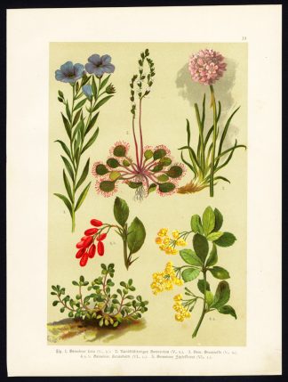 Antique Print-FLAX-LINSEED-SUNDEW-SEA THRIFT-BARBERRY-SPATULALEAF-Hoffmann-1890