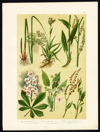 Antique Print-SOFT RUSH-SHEEP SORREL-WATER PLANTAIN-HORSE CHESTNUT-Hoffmann-1890