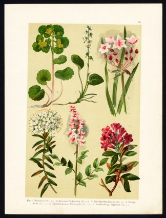Antique Print-SAXIFRAGE-FLOWERING RUSH-ALPEN ROSE-WILD ROSEMARY-Hoffmann-1890