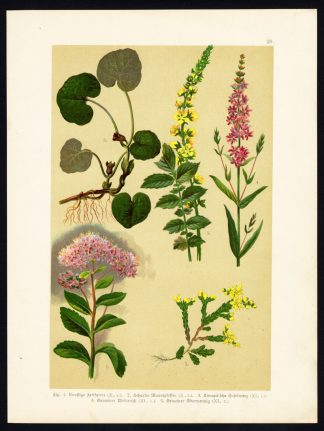 Antique Print-ORPINE-STONECROP-ASARABACCA-AGRIMONY-LOOSESTRIFE-Hoffmann-1890