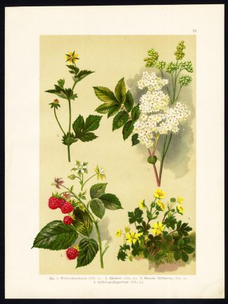 Antique Print-RASPBERRY-MEADOWSWEET-WOOD AVENS-CINQUEFOIL-COLEWORT-Hoffmann-1890
