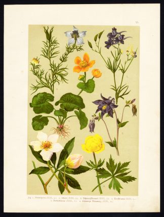 Antique Print-COLUMBINE-NIGELLA-GLOBE FLOWER-BUTTERCUP-HELLEBORE-Hoffmann-1890