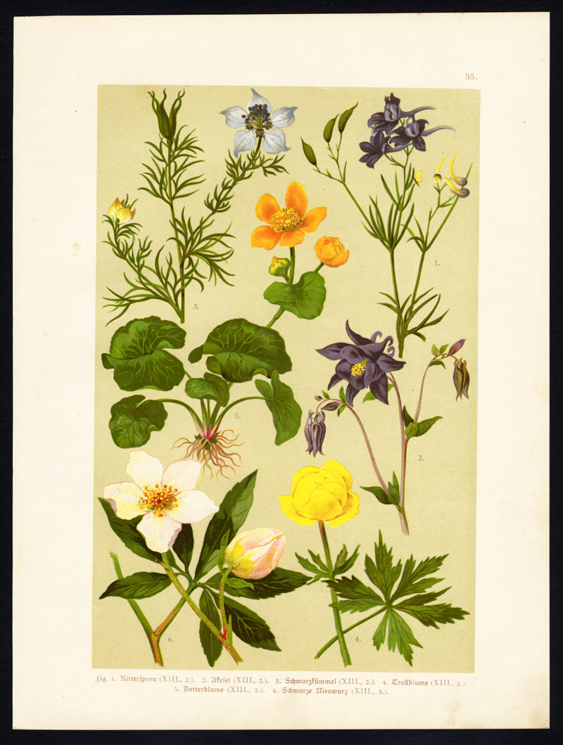 Bb14549 416x551 Antique Print-COLUMBINE-NIGELLA-GLOBE FLOWER-BUTTERCUP-HELLEBORE-Hoffmann-1890