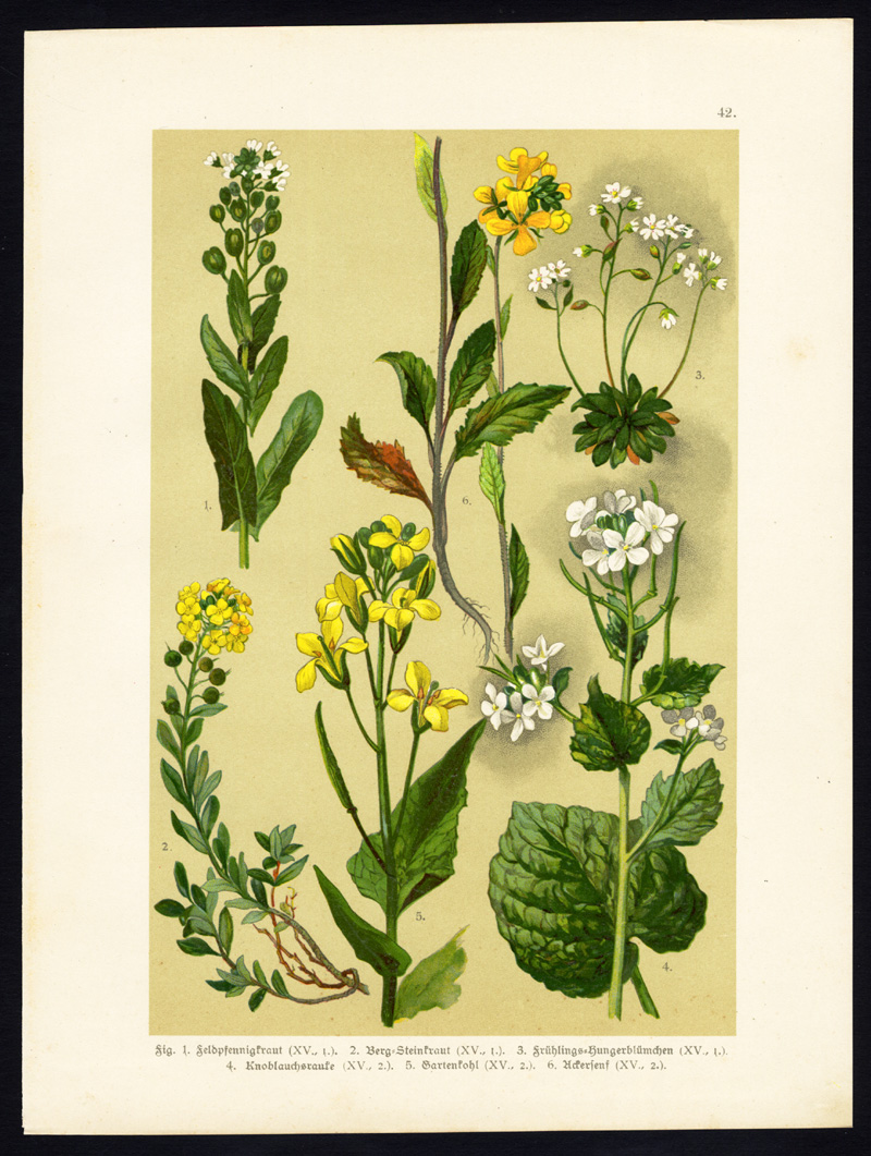 , Antique Print-MONEYWORT-GARLIC MUSTARD-MOUNTAIN GOLD-CABBAGE-DRABA-Hoffmann-1890, Pictura Antique Prints