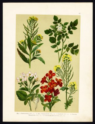 Antique Print-RADISH-WATERCRESS-TREACLE MUSTARD-AEGEAN WALLFLOWER-Hoffmann-1890