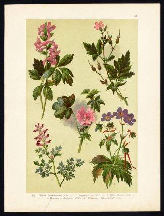 Antique Print-MEADOW CRANESBILL-GERANIUM-MALLOW-FUMEWORT-CORYDALIS-Hoffmann-1890