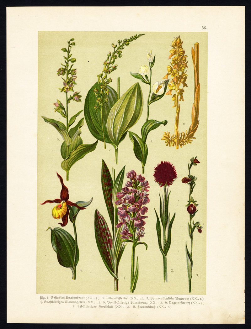 , Antique Print-WHITE HELLEBORINE-TWAYBLADE-SLIPPER ORCHID-FLOWER-Hoffmann-1890, Pictura Antique Prints