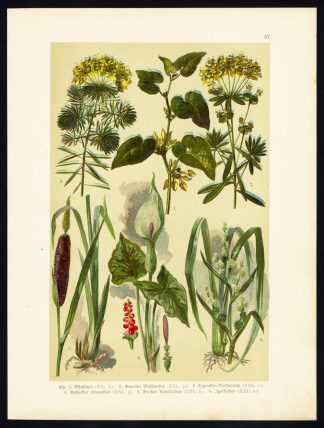 Antique Print-BIRTHWORT-CYPRESS SPURGE-WILD ARUM-BULLRUSH-BUR REED-Hoffmann-1890