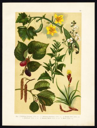 Antique Print-SEDGE-BLACK MULBERRY-ALDER-ORACHE-ARROWHEAD-CUCUMBER-Hoffmann-1890