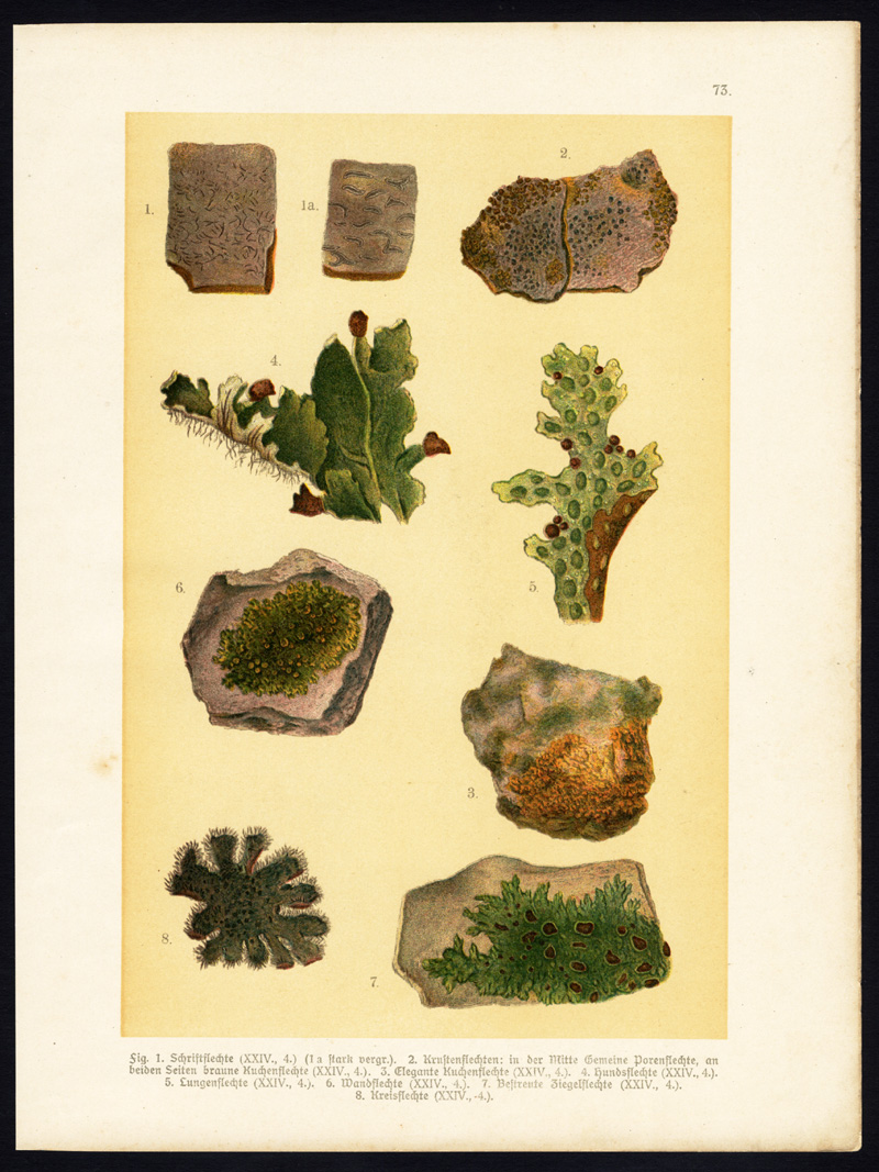 , Antique Print-ALGA-LICHEN-FUNGUS-FLECHTE-Hoffmann-1890, Pictura Antique Prints