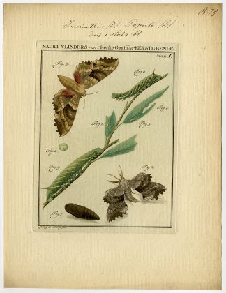 Antique Print-MOTH-TAB 1-Sepp-1762