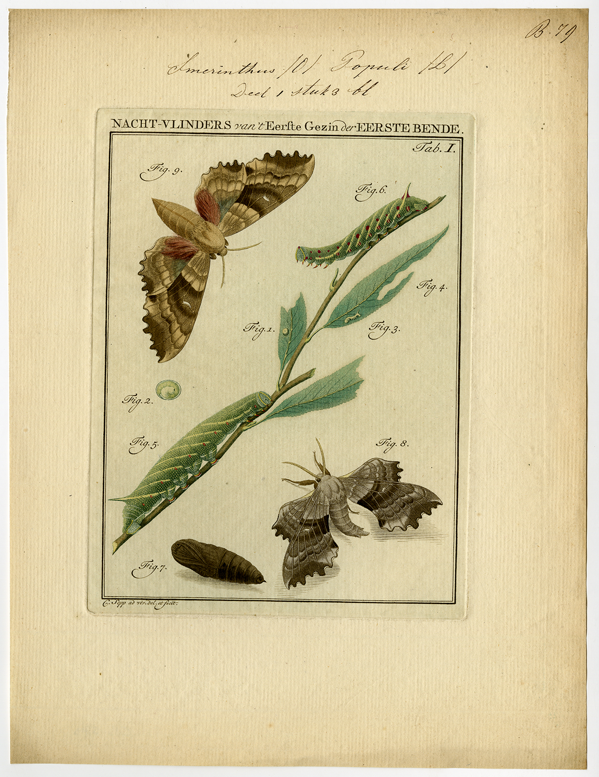 , Antique Print-MOTH-TAB 1-Sepp-1762, Pictura Antique Prints