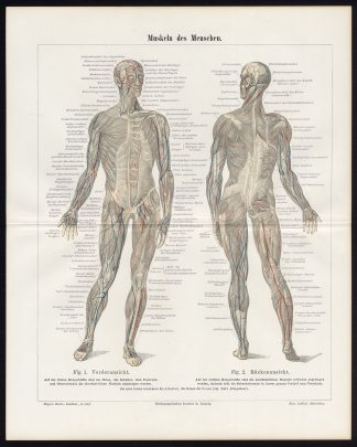 Antique Prints-HUMAN-MUSCLES-ANATOMY-Meyers-1897