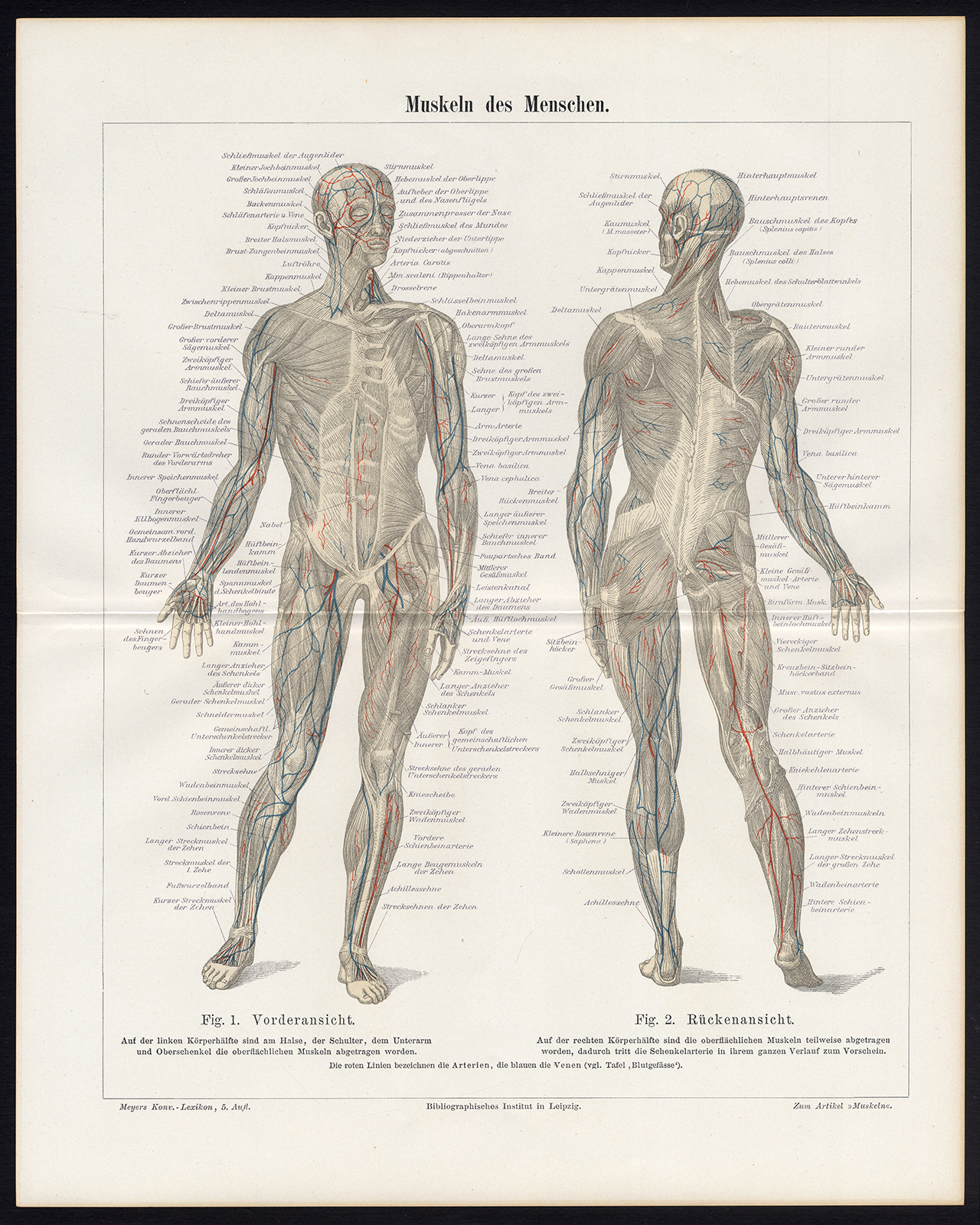 , Antique Prints-HUMAN-MUSCLES-ANATOMY-Meyers-1897, Pictura Antique Prints