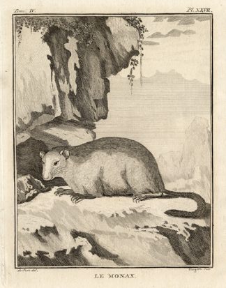 Antique Print-GROUNDHOG-MARMOTA-WOODCHUCK-BEAVER-Buffon-1772