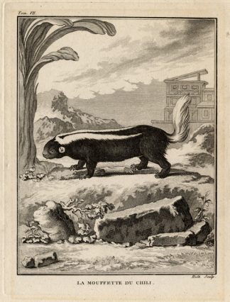 Antique Print-SKUNK-MEPHITIS-CHILI-Buffon-1772