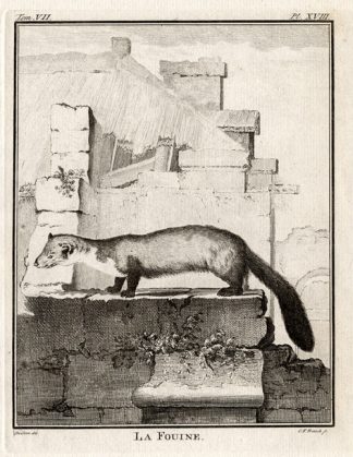 Antique Print-BEECH MARTEN-STONED MARTEN-Buffon-1772