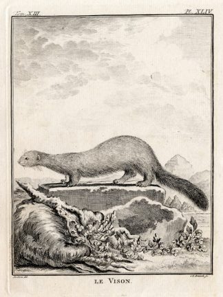 Antique Print-MINK-MUSTELA LUTREOLA-Buffon-1772