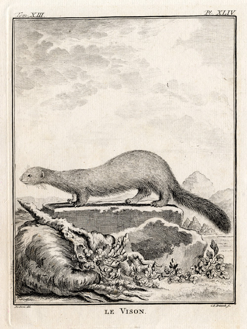 , Antique Print-MINK-MUSTELA LUTREOLA-Buffon-1772, Pictura Antique Prints