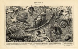 Antique Print-SEA-WATER SNAILS-Meyers-1897