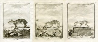 3 Antique Prints-LOWLAND PACA-SPOTTED PACA-Buffon-1766
