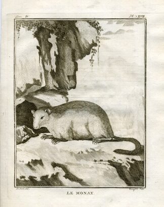 Antique Print-GROUNDHOG-WOODCHUCK-MARMOT-Buffon-1766