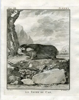 Antique Print-MOLERAT-BLESMOL-MOLE-Buffon-1766